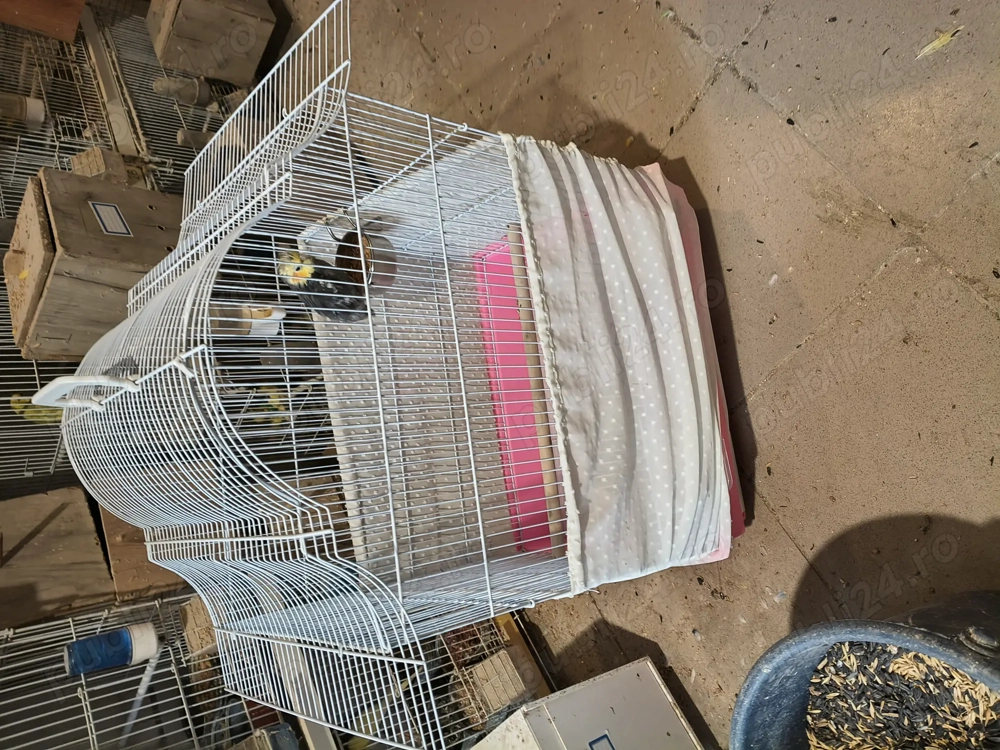 Papagali peruș pui și maturi