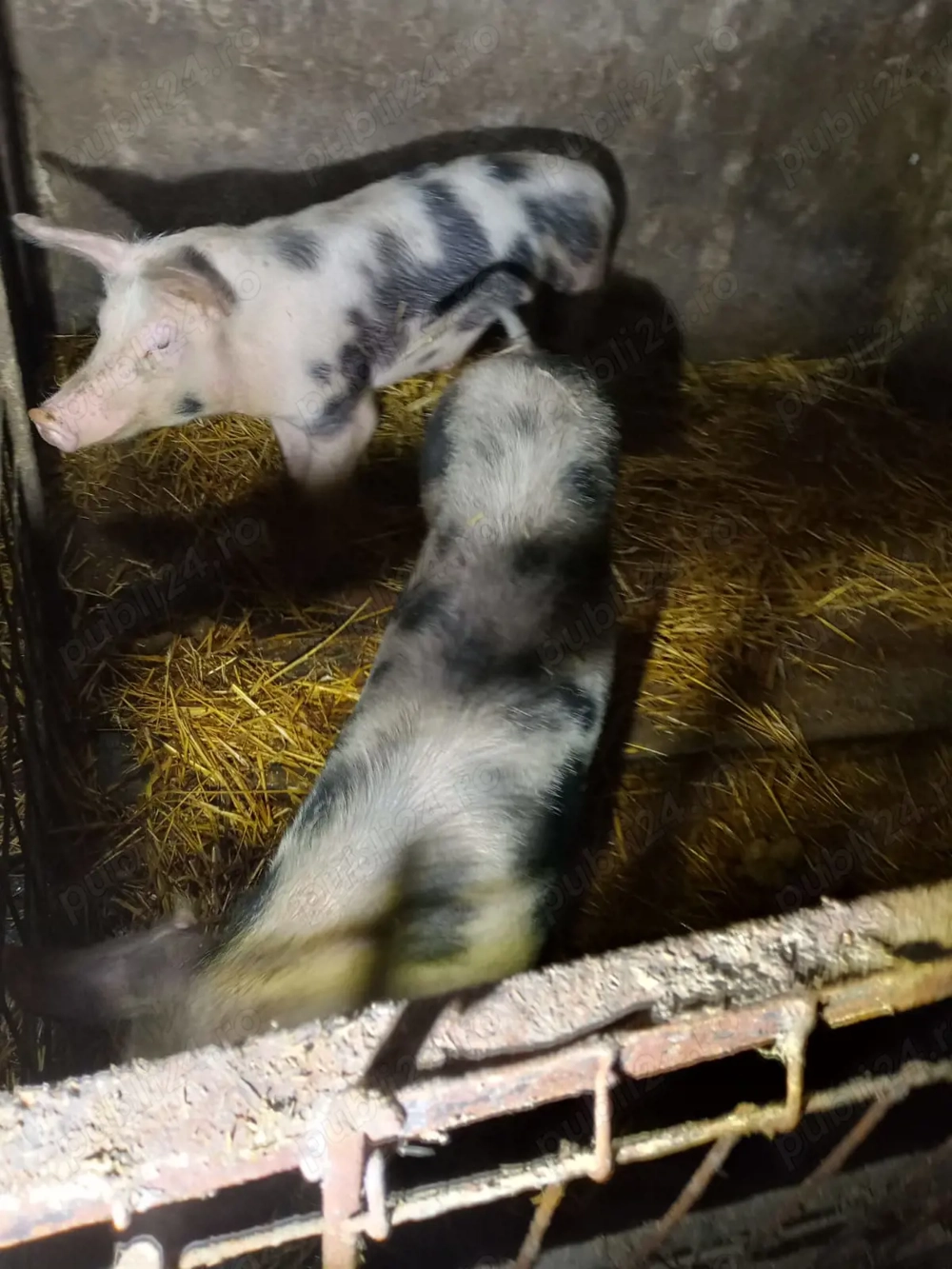 Purcei marele alb   duroc și pietrain. 