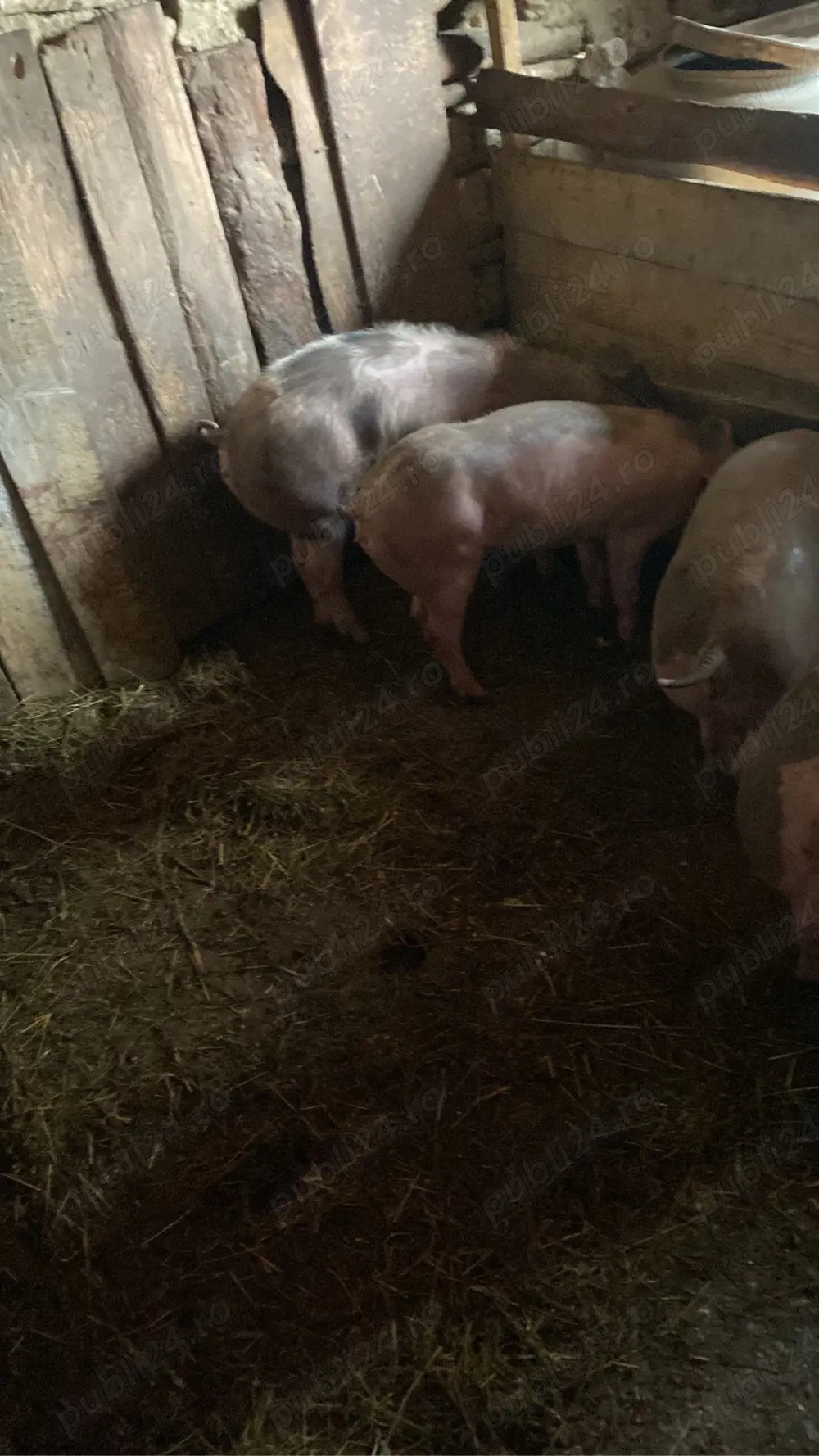 Vând sau schimb cu alte animale!