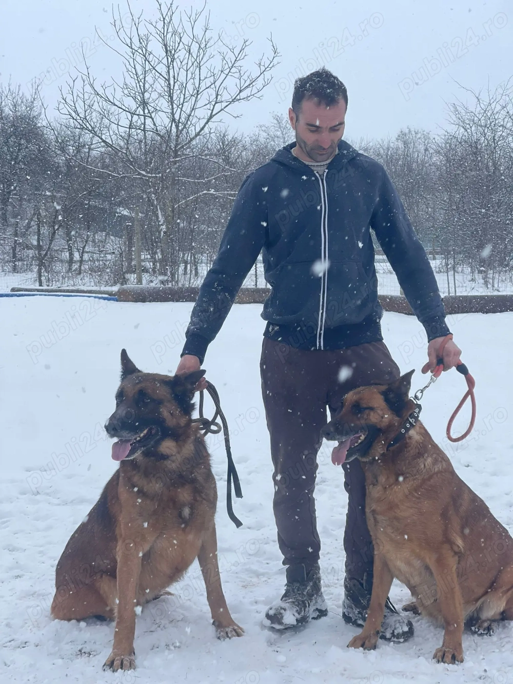 Ciobanesc belgian melonois