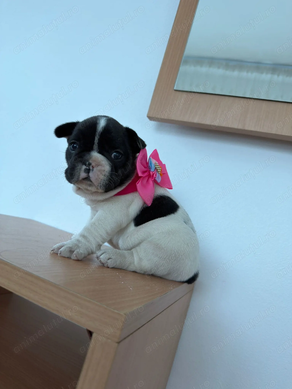 Vând buldog francez fetita si baietel