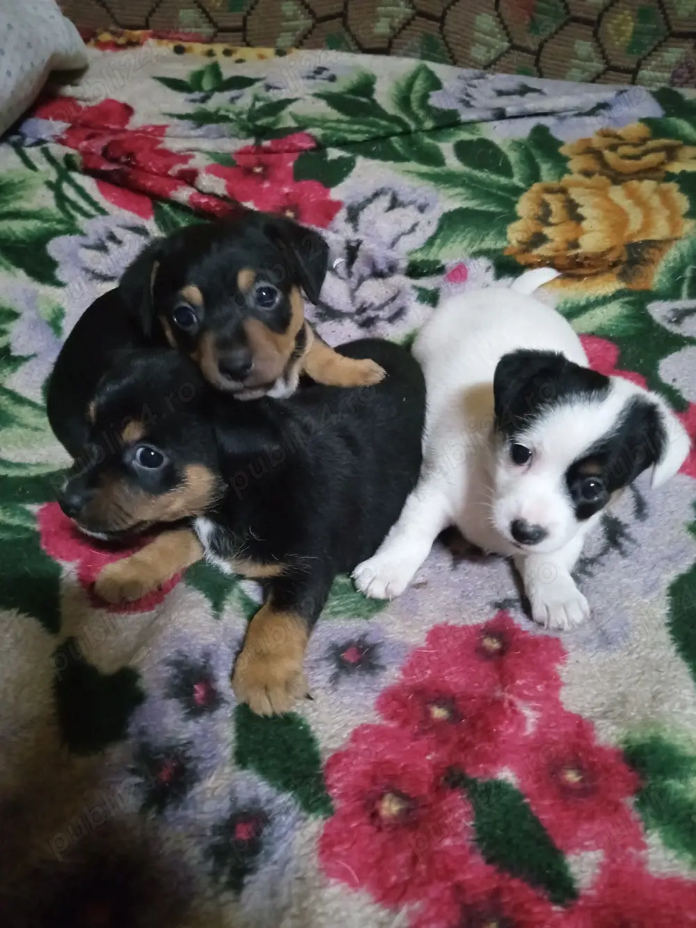 de vanzare 2 baieti si o fetita ;sunt nascuti la 1 ianuarie