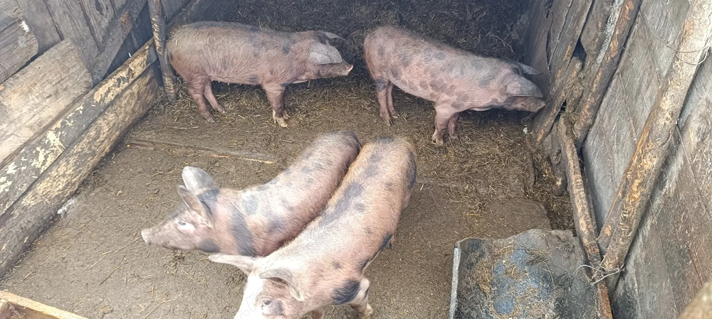 Porci de vânzare județul Botoșani 