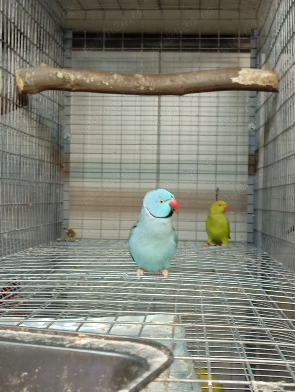 papagali micul Alexandru 