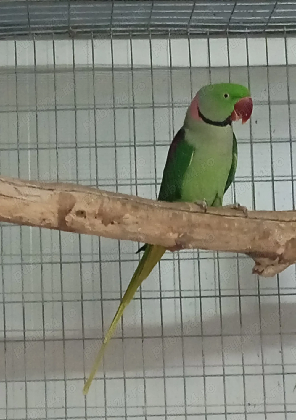 papagal marele Alexander 