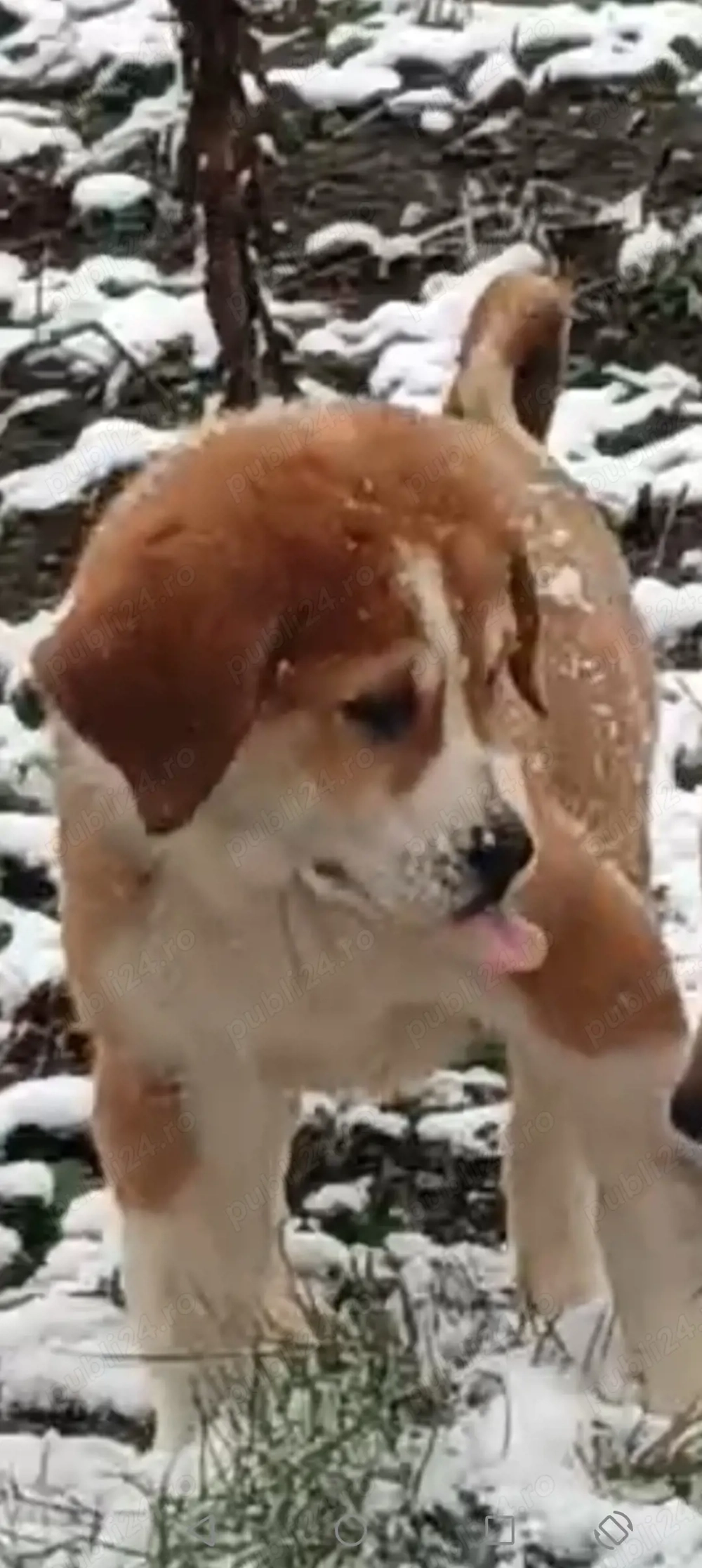 Ciobanesc asia centrala 