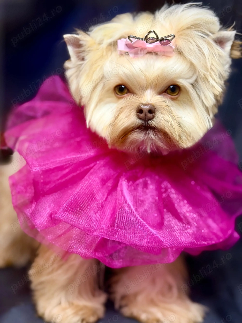 Tuns catei bragadiru