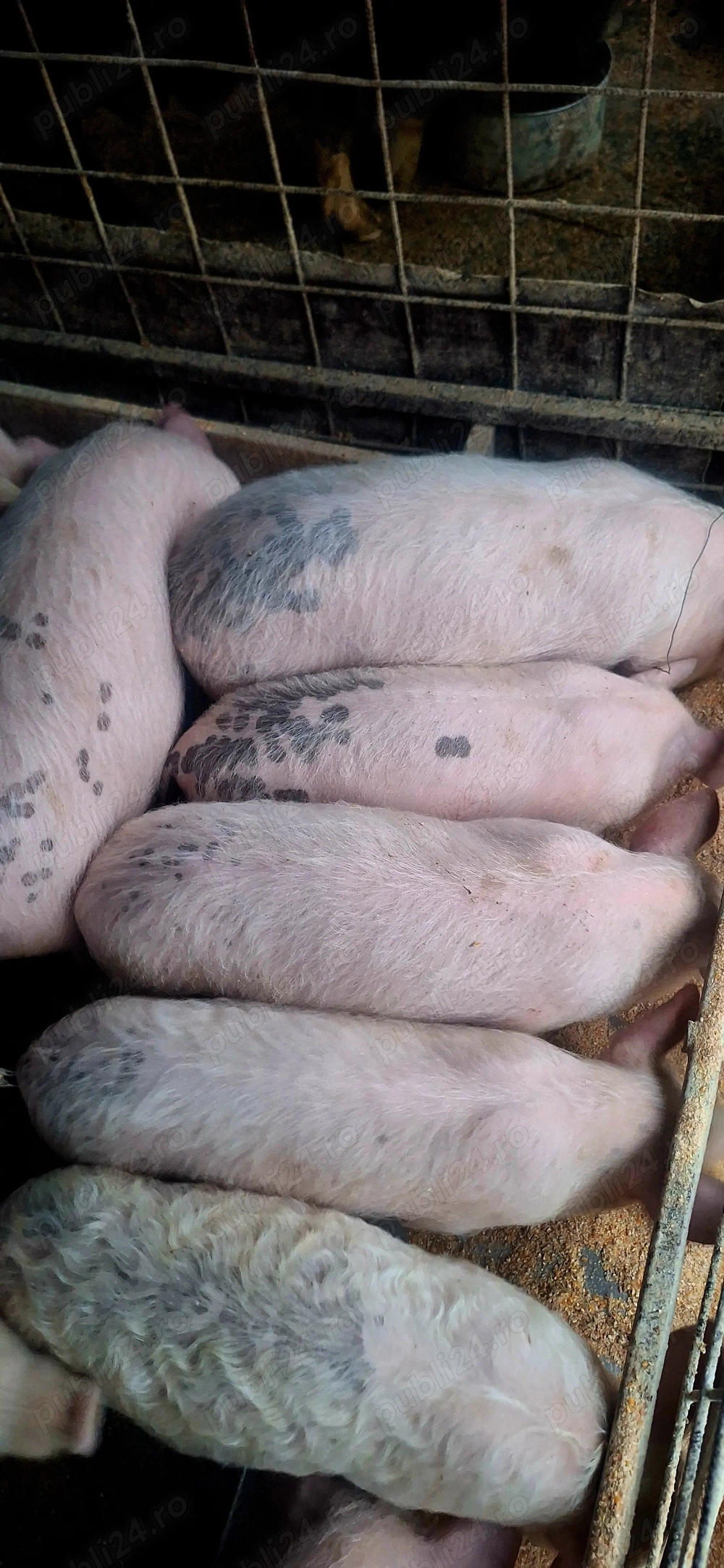 Purcei 12 săptămâni 