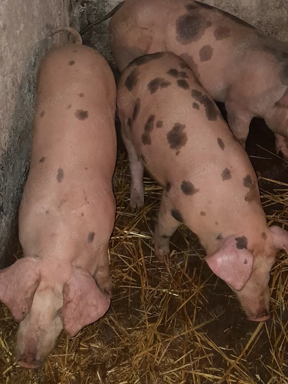 Vând purcei de rasa