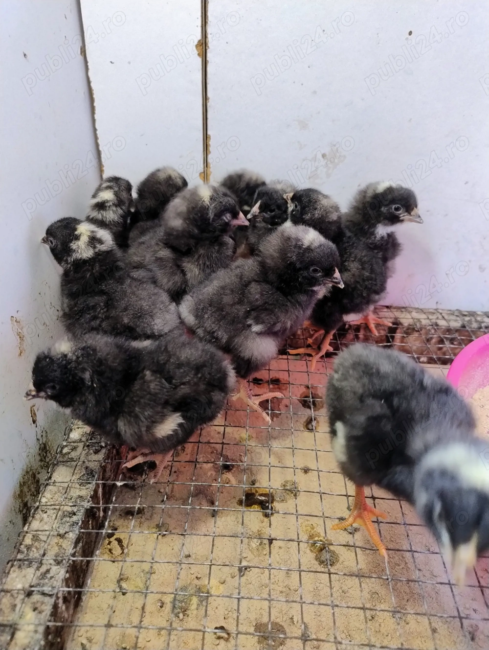 8 pui Plymouth Rock Barat