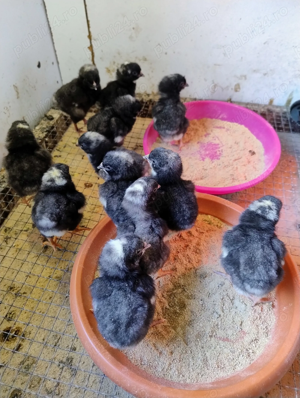 8 pui de gaina din rasa Plymouth Rock barat