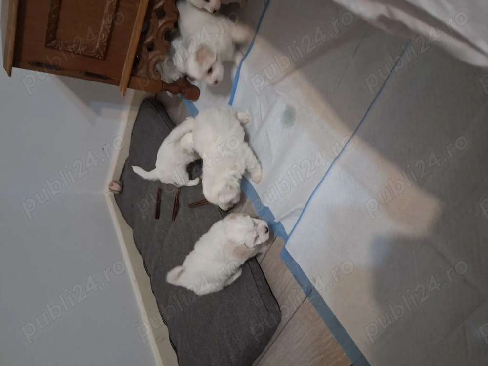 Bison catel baiat vacinat