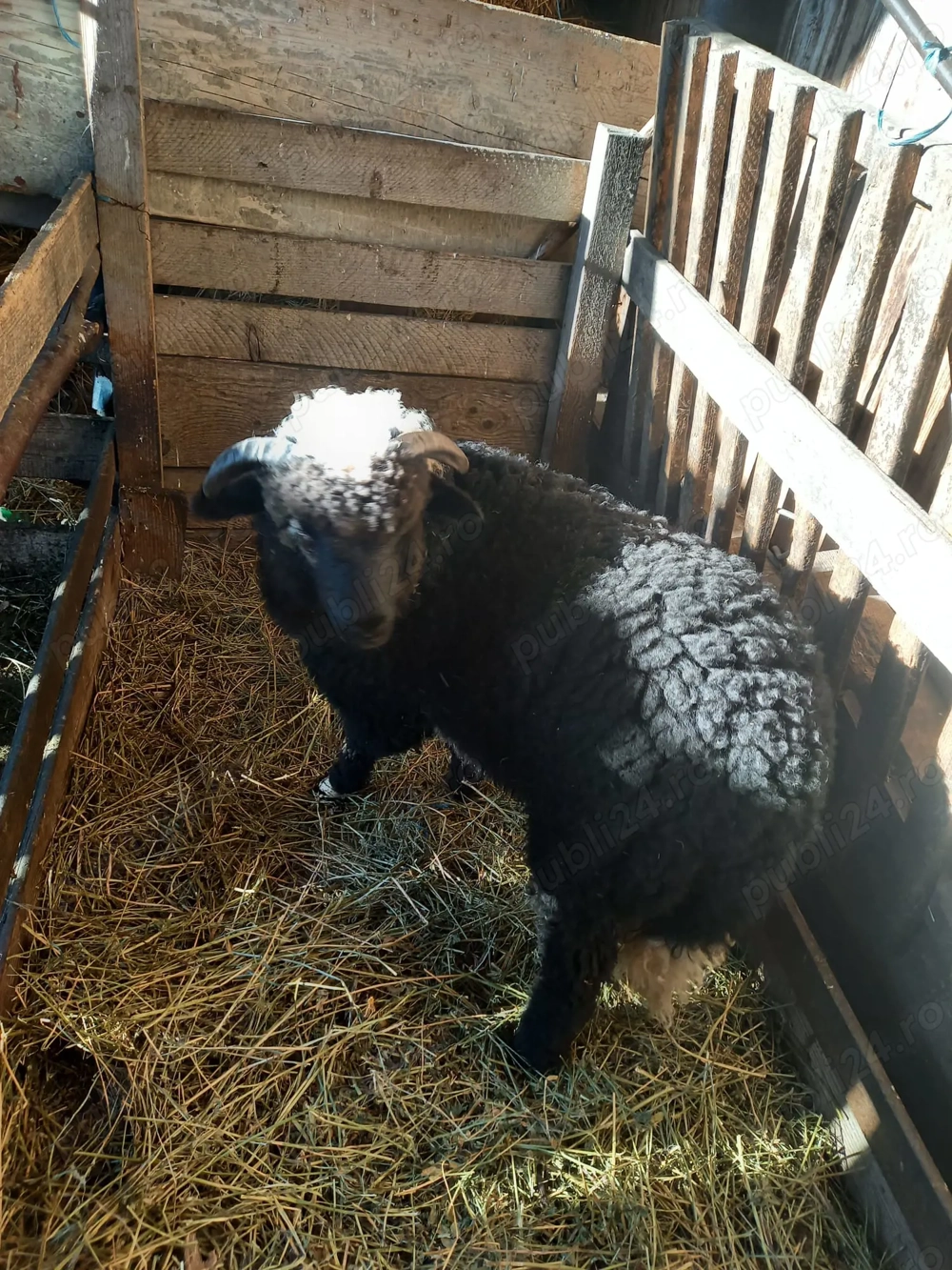 Miel gras  de vanzare