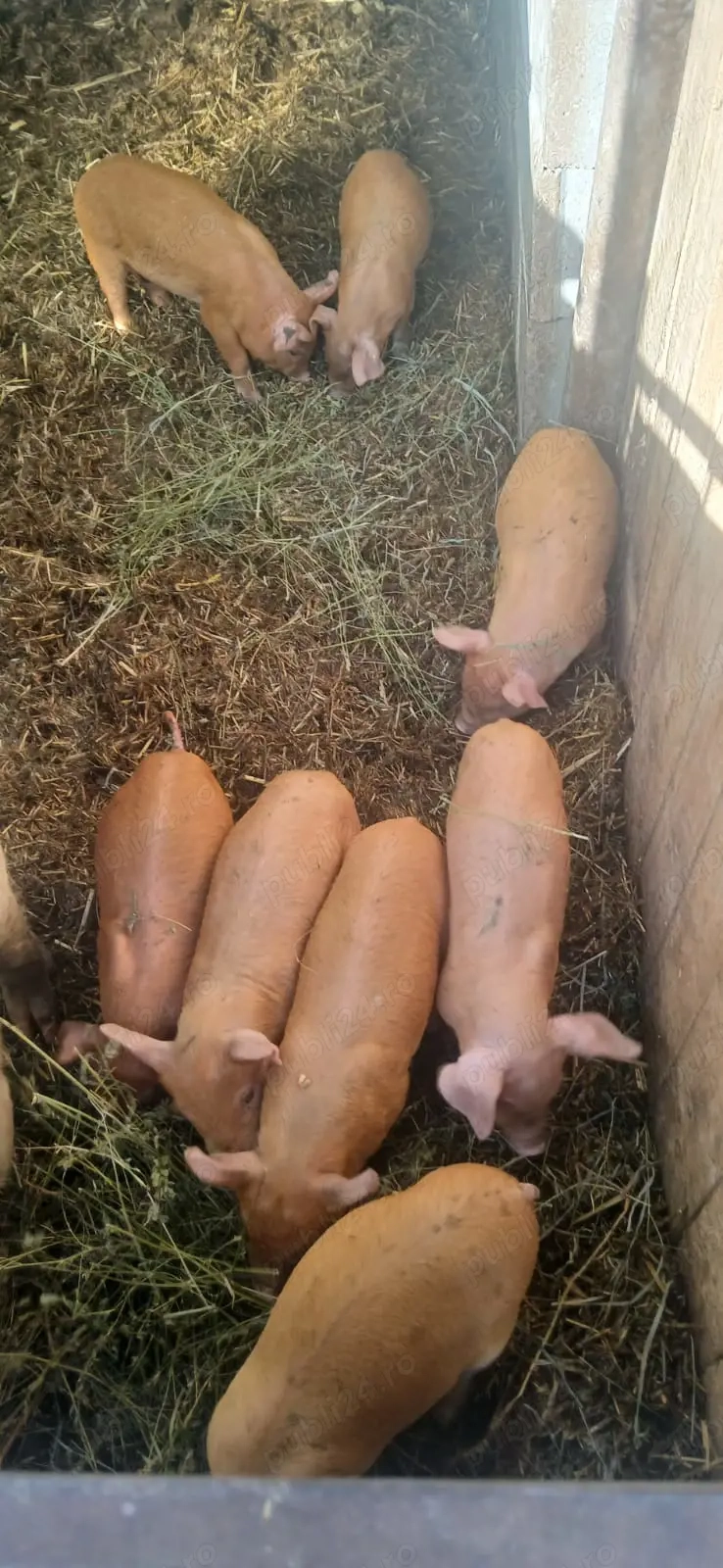 Vand purcei delati la telefon  