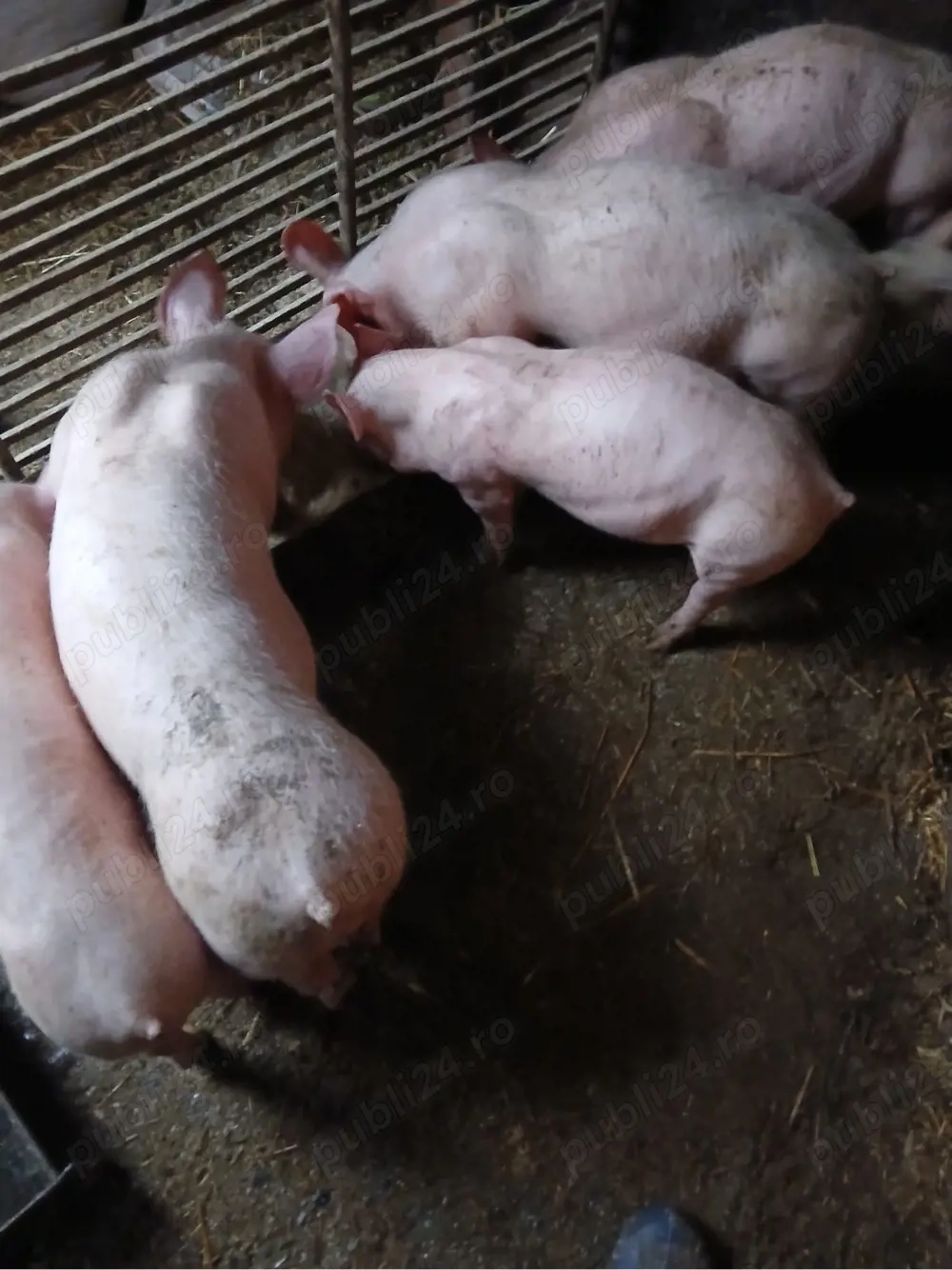 Purcei de vânzare 25 - 30 kg