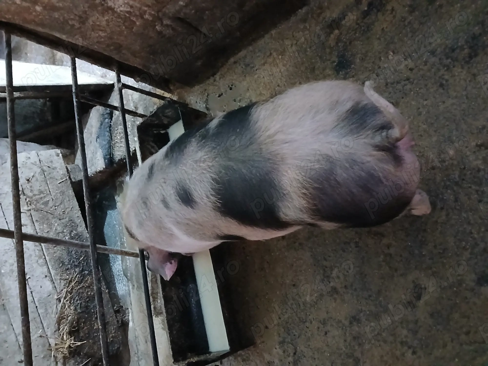 Purcei pietrain de vanzare