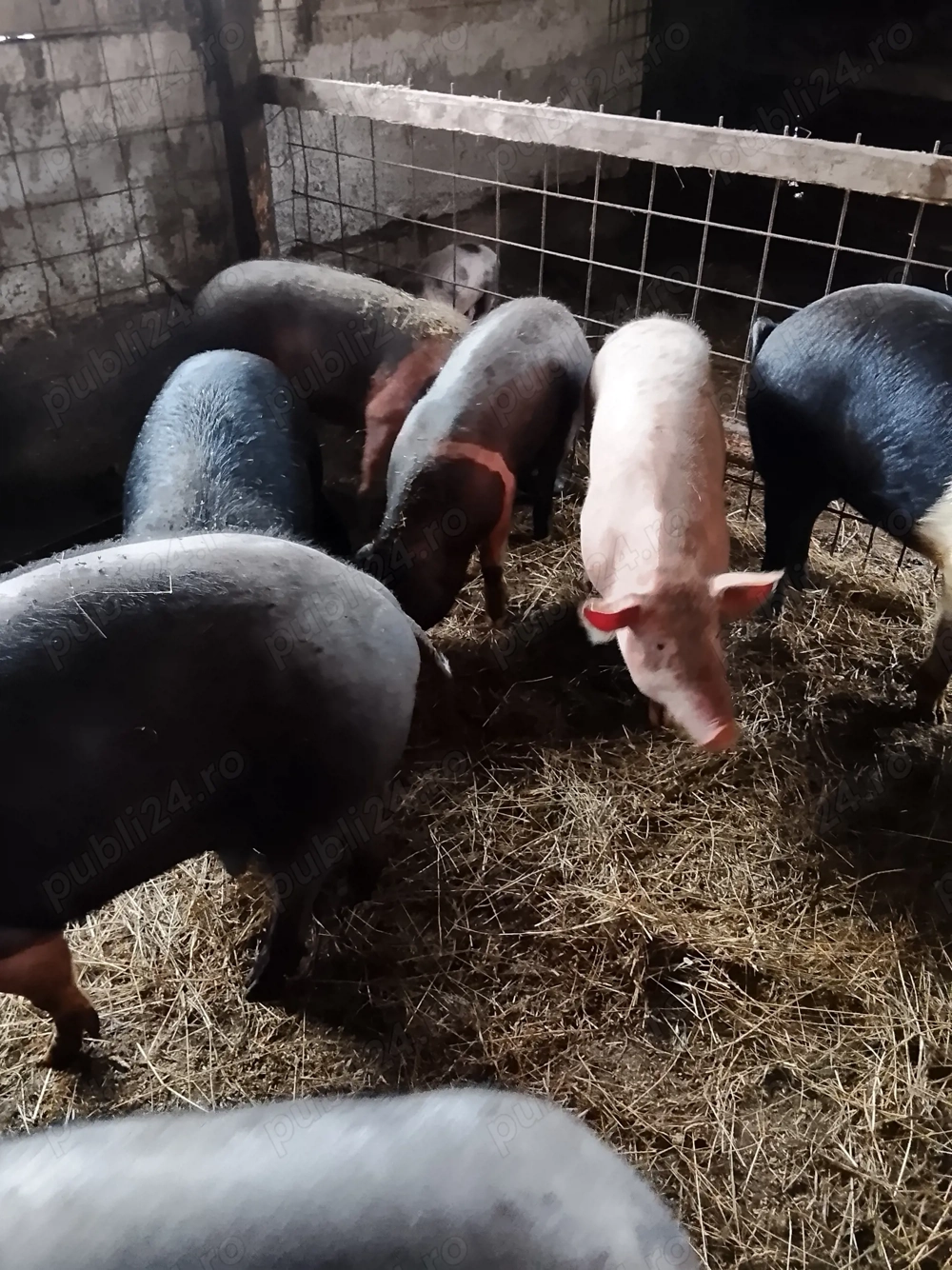 Grasuni bazna de 100 si peste 100 kg