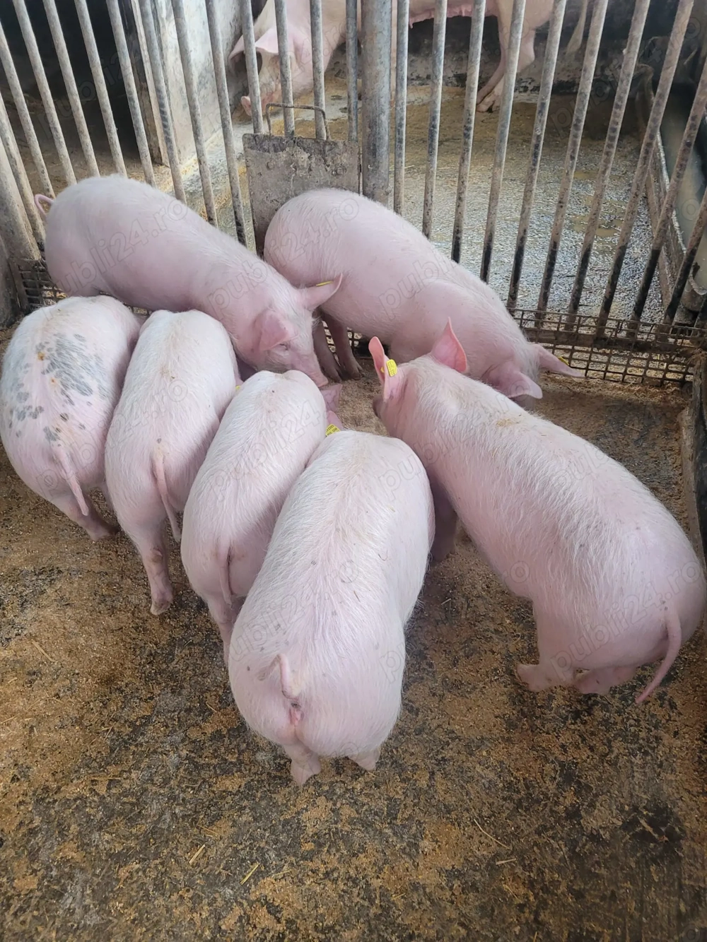 Vând purcei 12 săptămâni, 