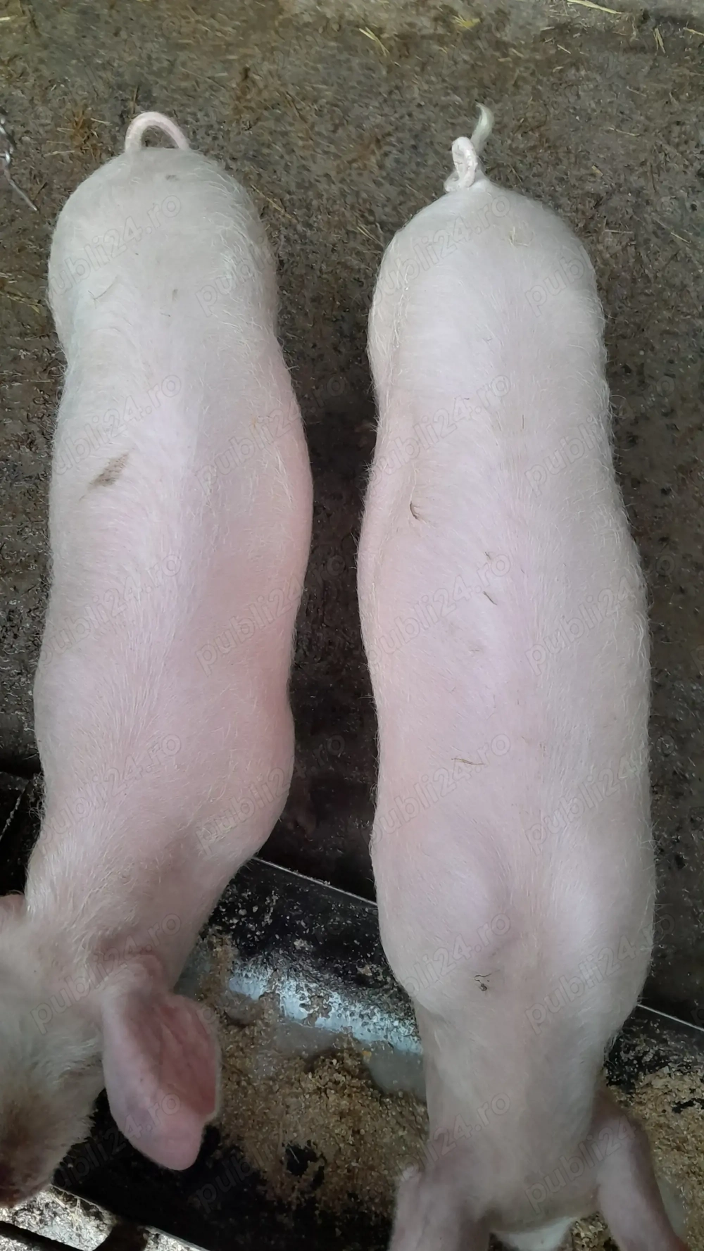 De vanzare grasuni landrace