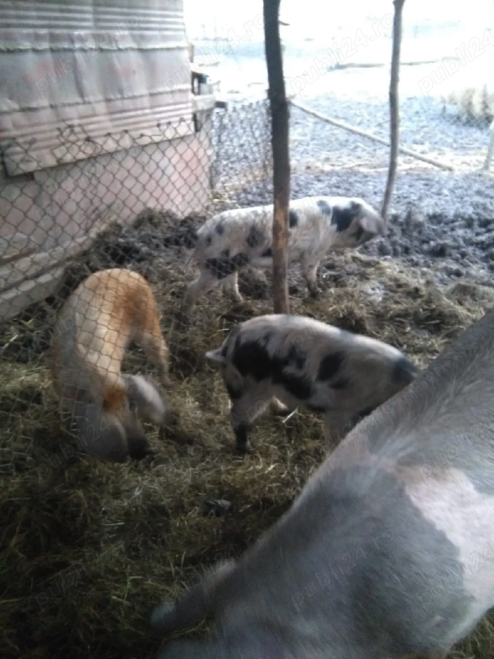 vand 3 șoldanii cu 630 bucata