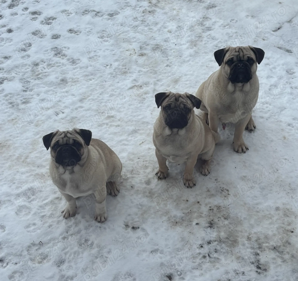 Vând căței PUG 8 luni 