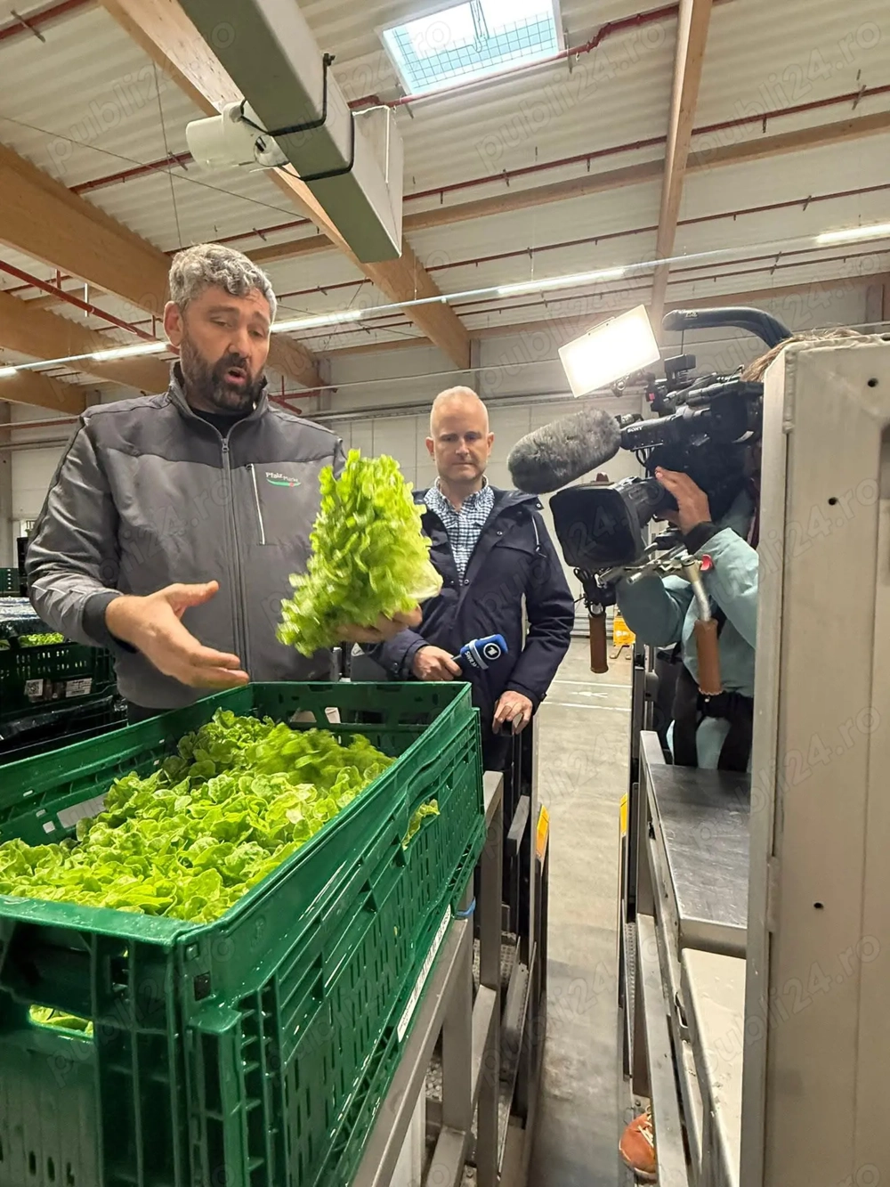 Angajăm  cupluri la  spalat de salata 