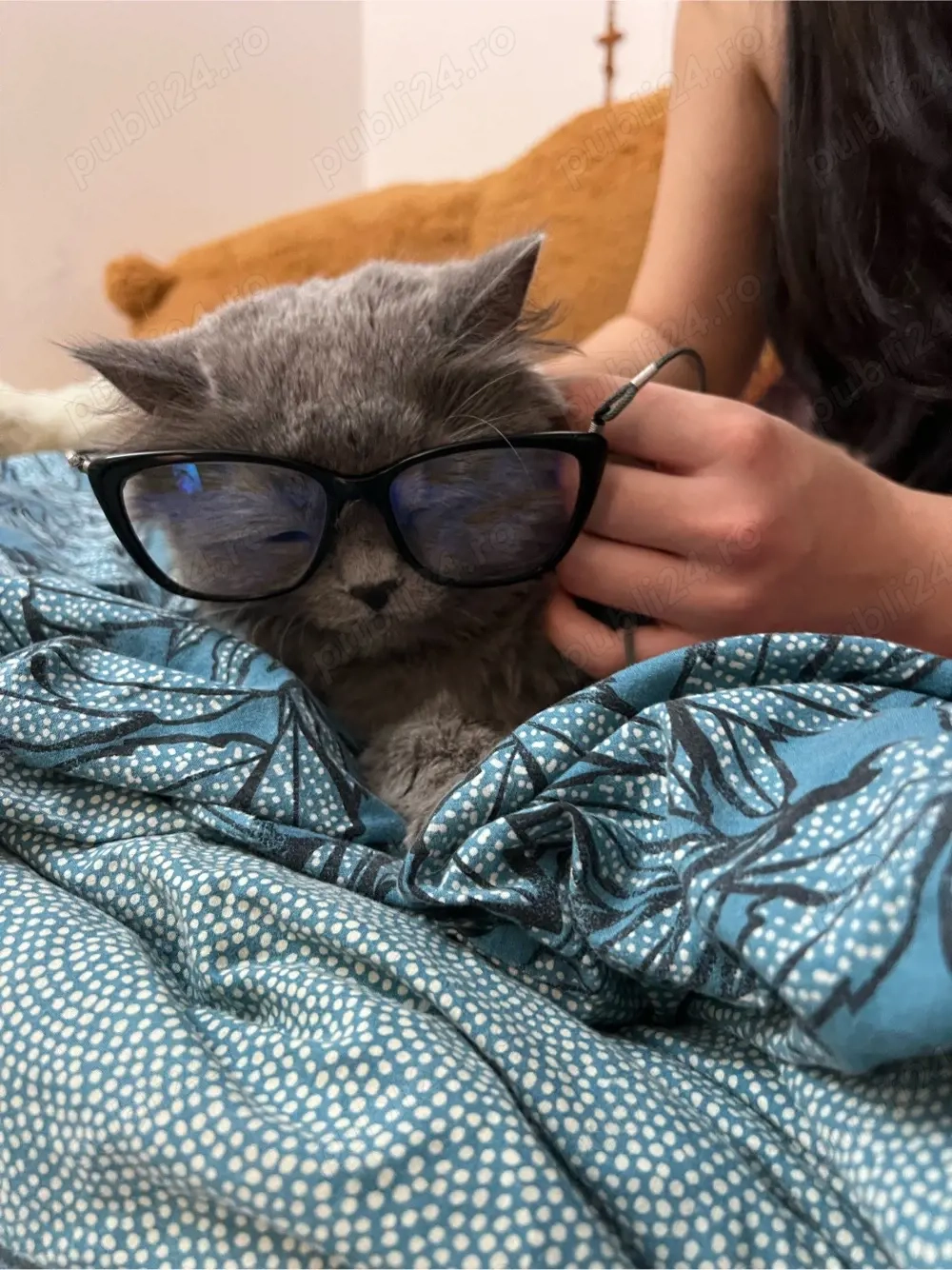 Motan Albastru de rusia 