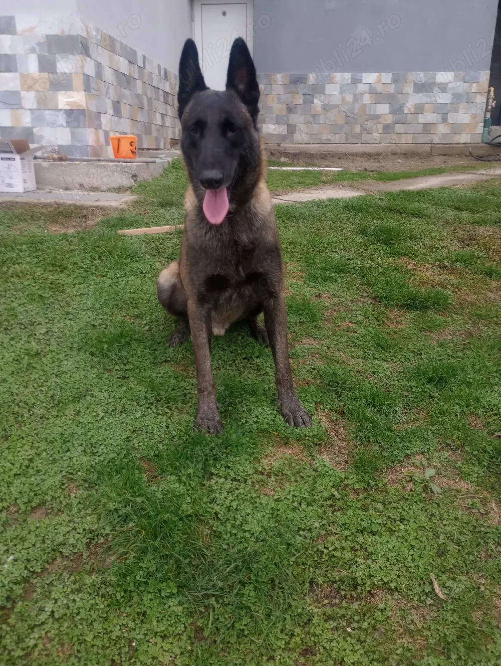 mascul Ciobanesc Malinois 