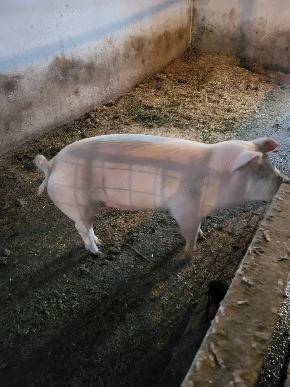 Vand porc aproximativ 110-120 kg