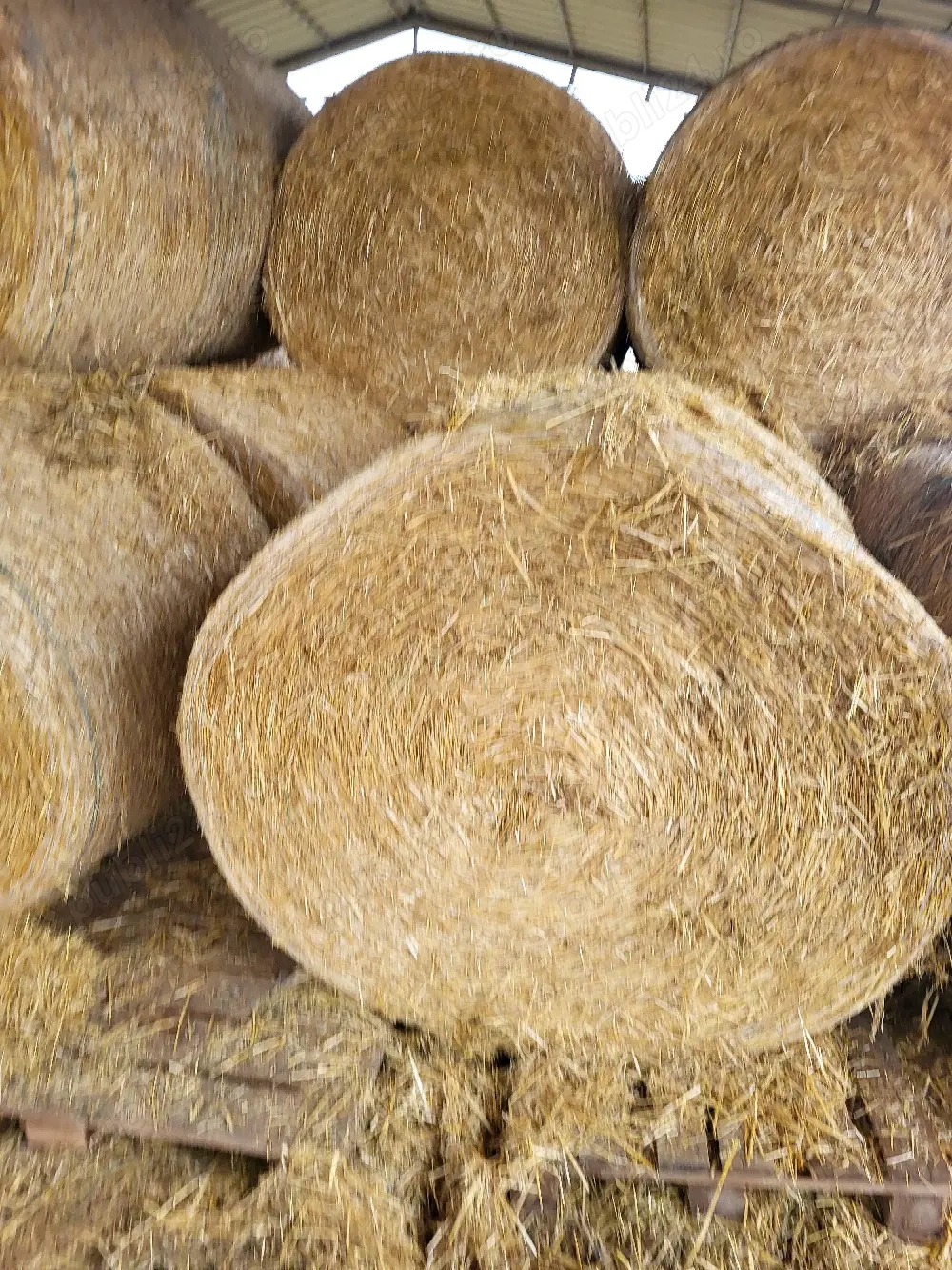 Vand baloti paie grau si orz 