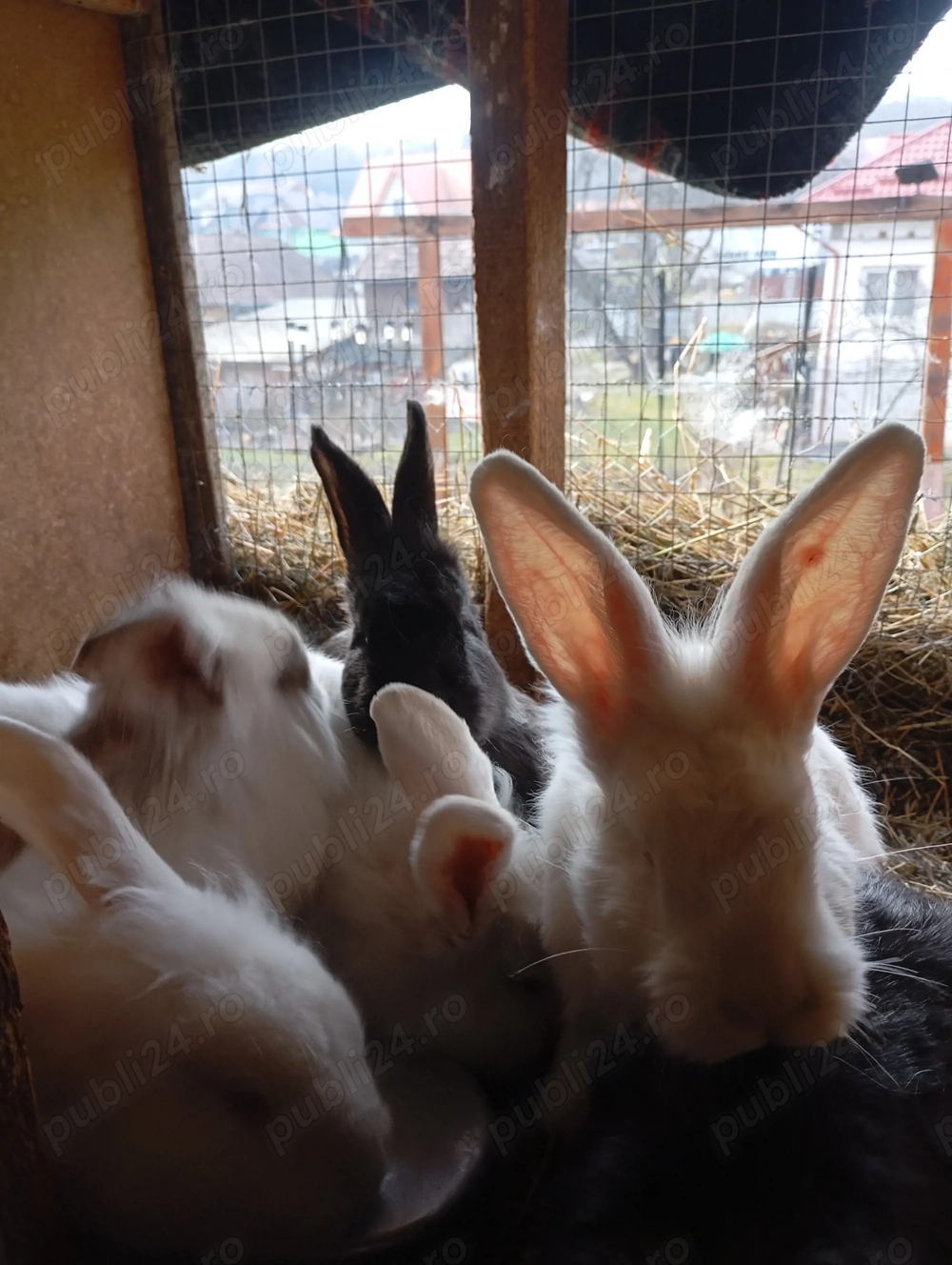 Iepuri de vânzare 