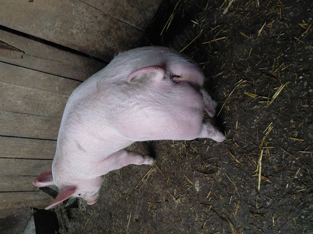 Vand    o    scrofita