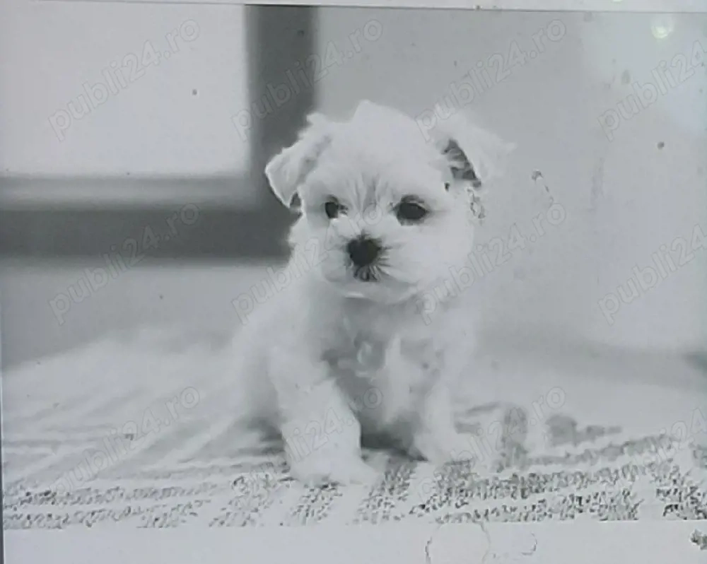 Vand bichon miny toy fetita 6 saptamani