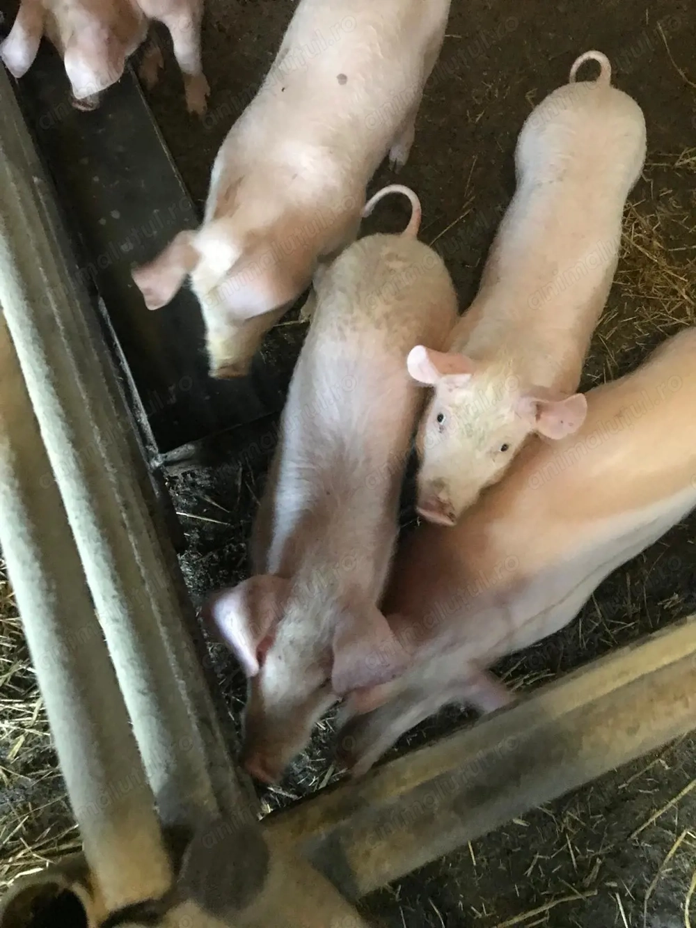 Vând purcei 11 săptămâni 