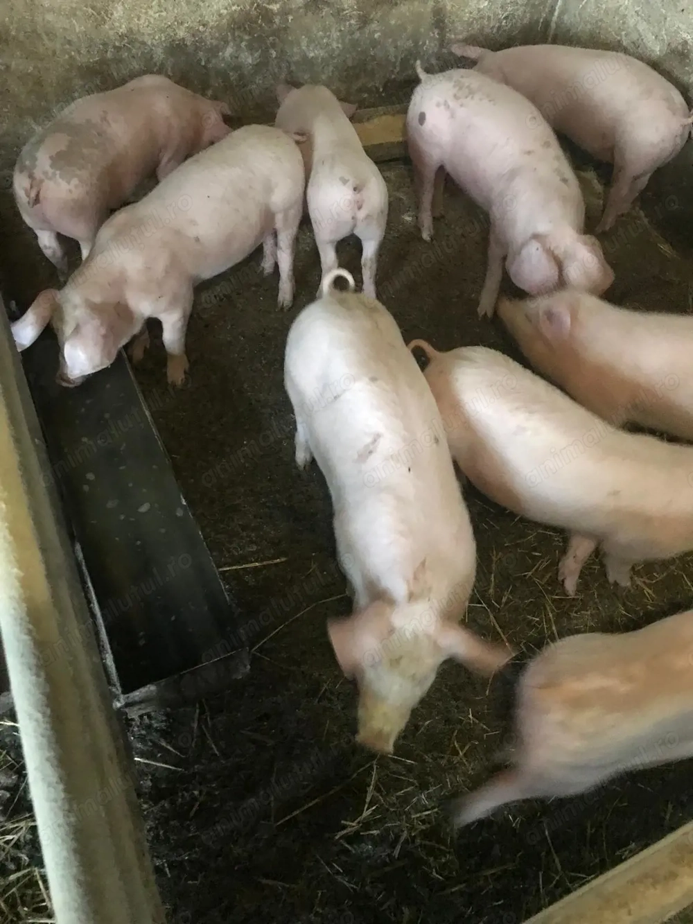 Vând purcei 11 săptămâni 