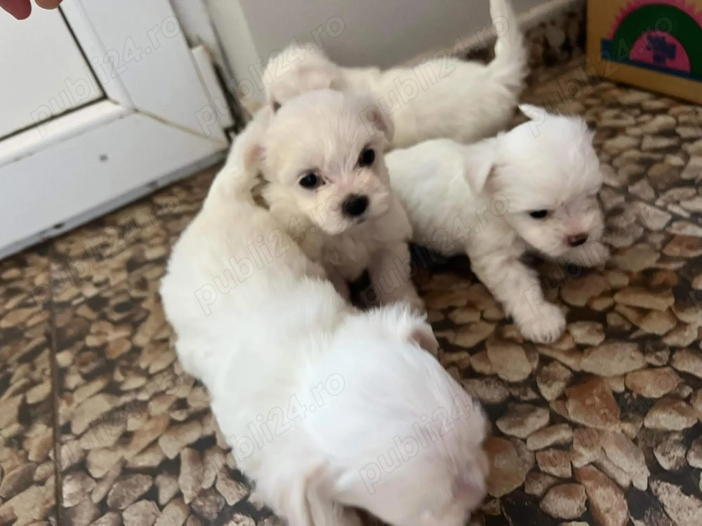 Căței bhison micuți 