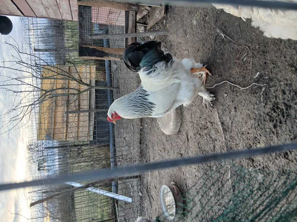 Cocos Brahma din luna mai