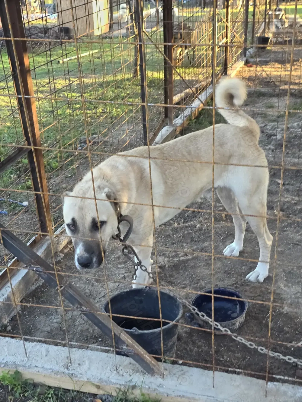 Mascul Ciobanesc turcesc-Kangal 