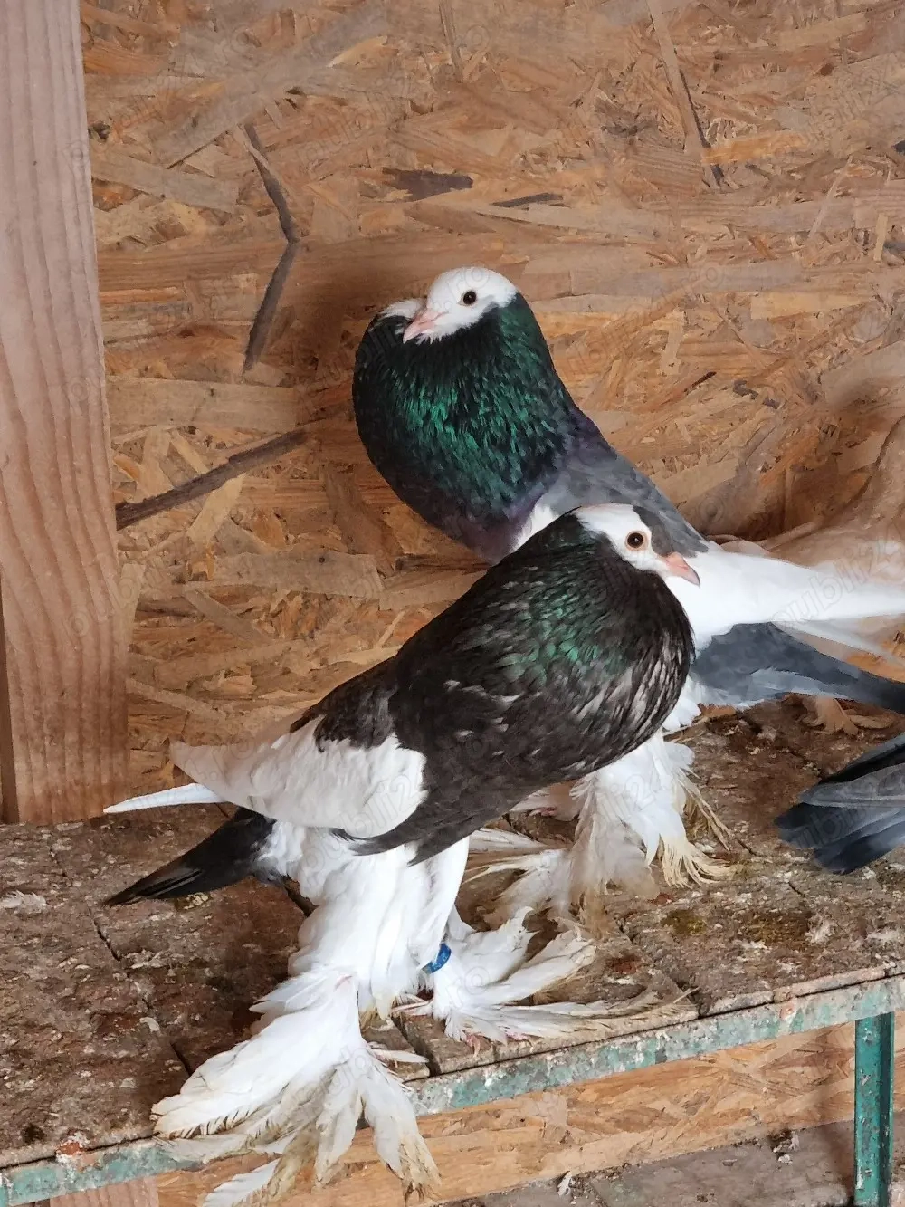 porumbei ornament gusati cehi