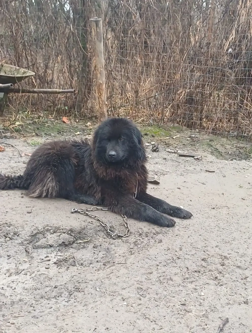 Schimb ciobănesc corb