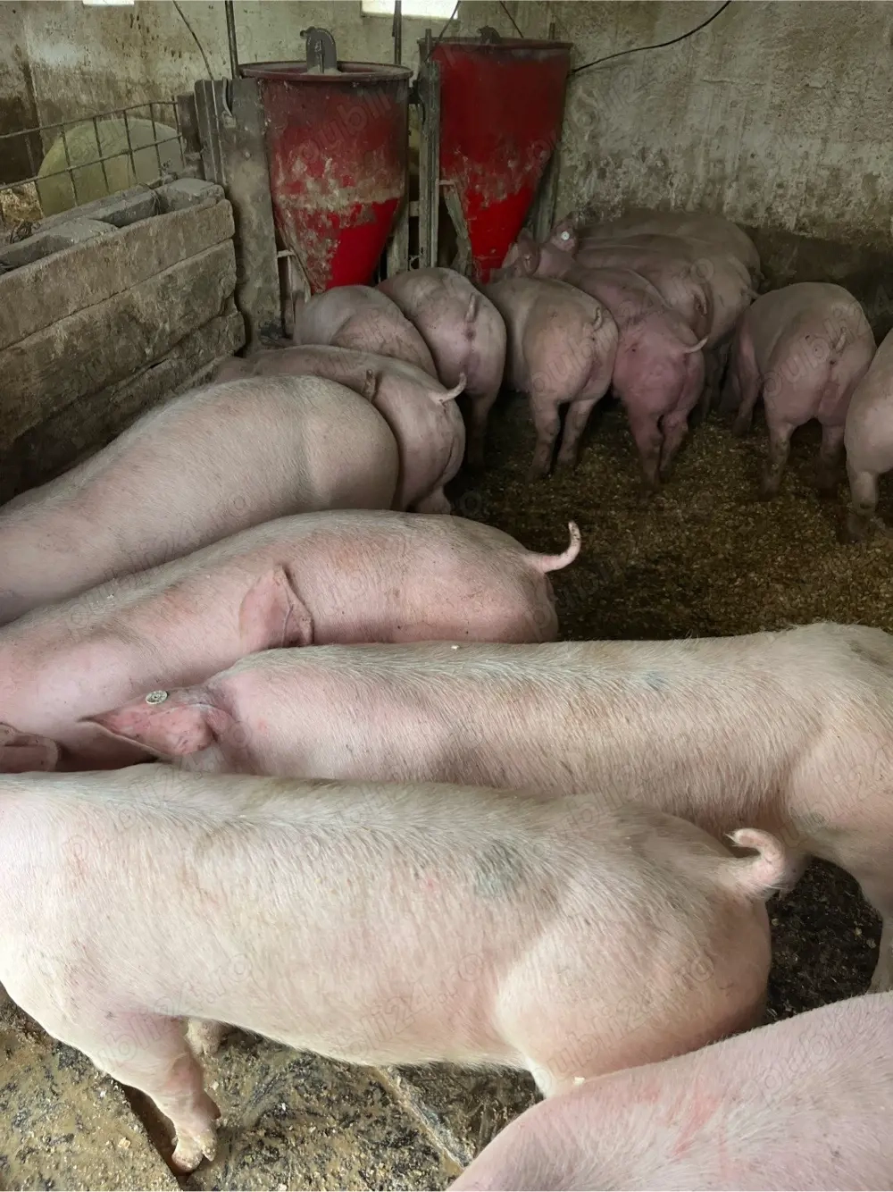 vind soldani si porci 