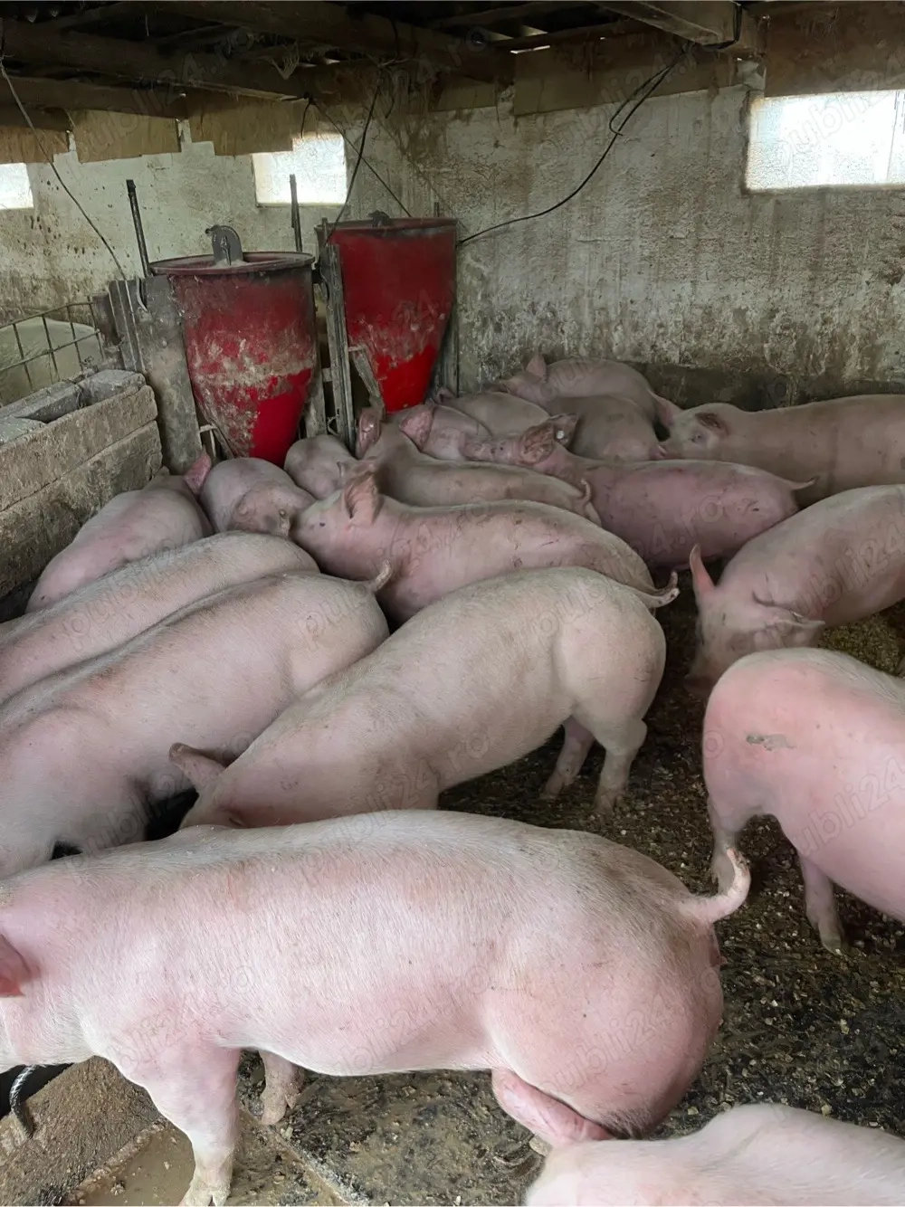 vind porci si purcei de carne