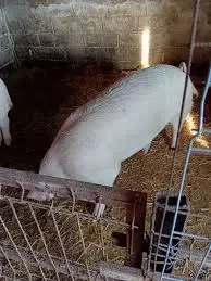 Vand Porc pentru taiat 200kg