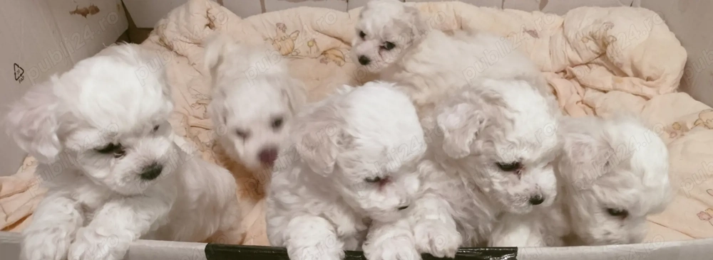 Căței Bichon Maltese 