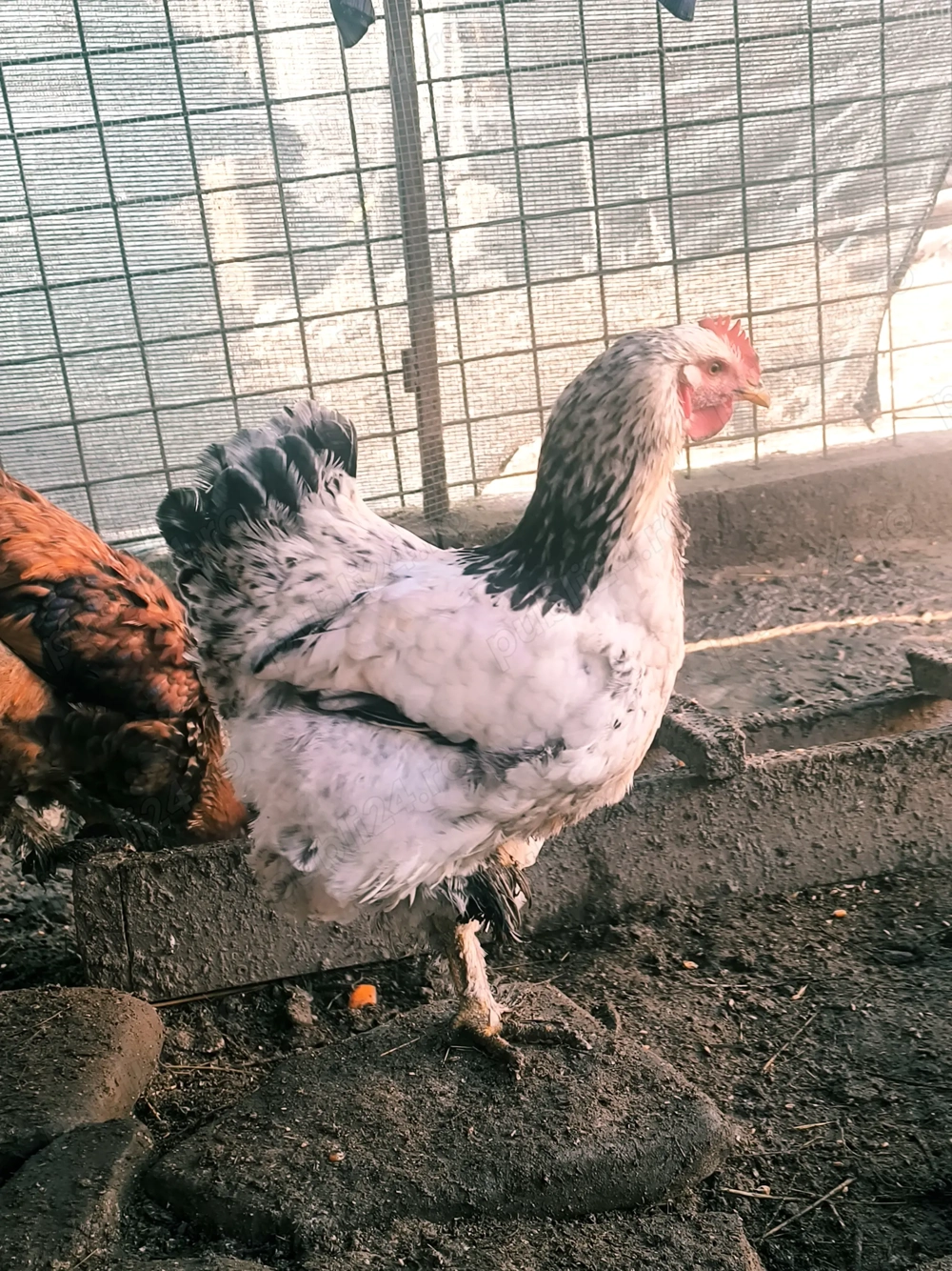 Exemplare superbe cocoș brahma