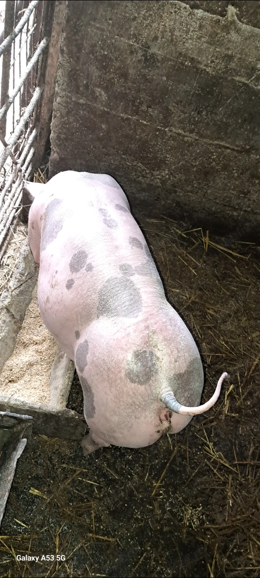 Scrofiță pietrain pt.reproducție