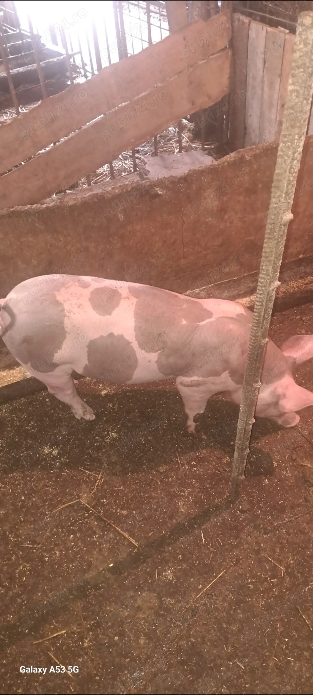 Șoldan pt.îngrășat