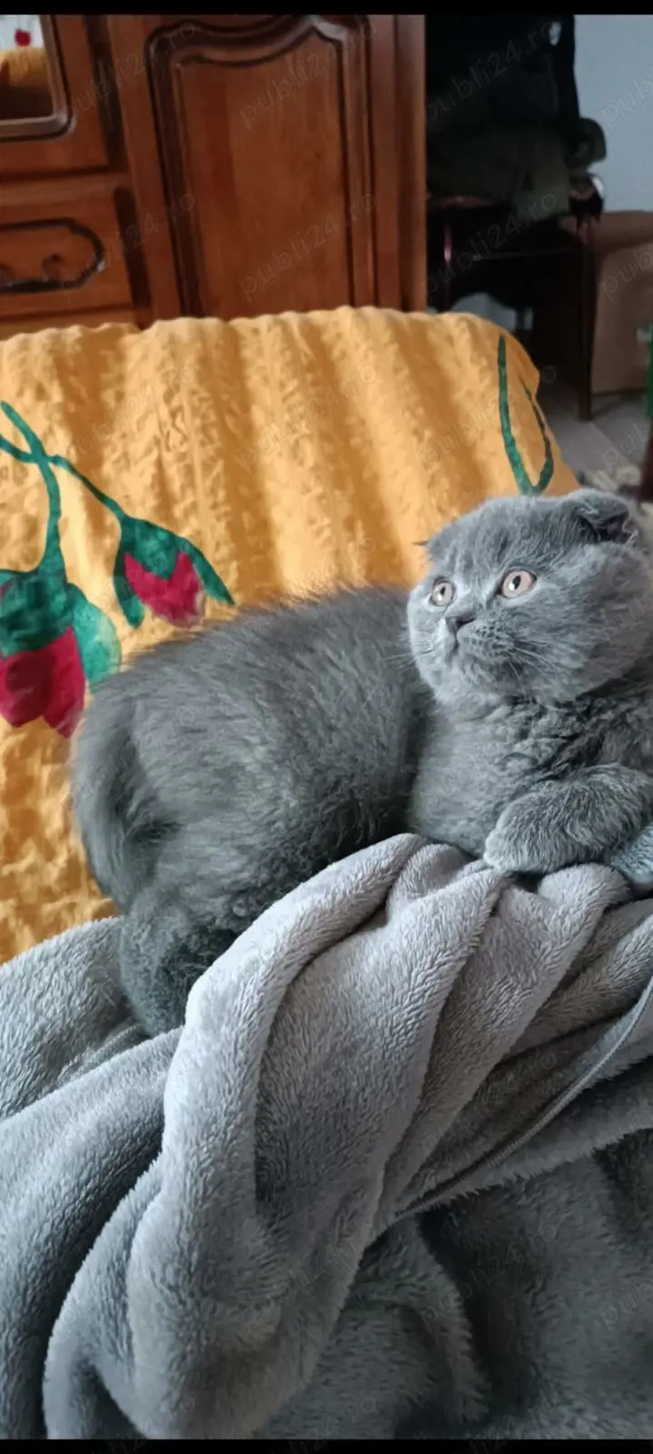 Scottish Fold Blue 