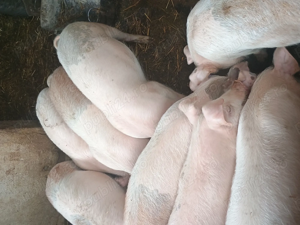 Vând purcei de rasa Marele Alb cu Duroc 