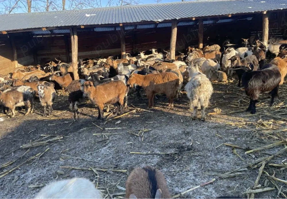 200 de capre de vanzare gestante si fatate 
